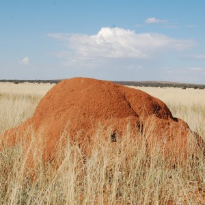 Termite mound South Africa