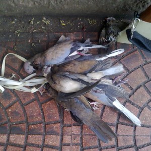Hunting Doves in Egypt
