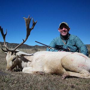 Fallow Deer