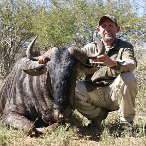 Blue Wildebeest