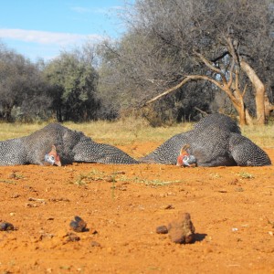guinea fowl on the ground!