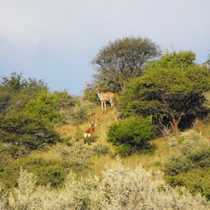 Kudu and Hartebeest