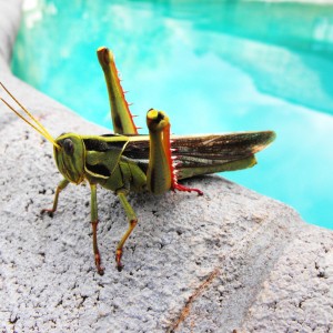Monster grasshopper by the ppol