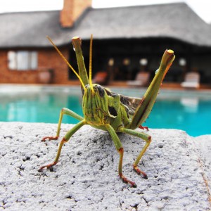 Monster grasshopper by the pool
