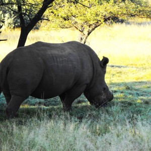 First Rhino!