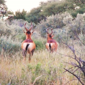 Fleeting glimps at some Red Hartebeest