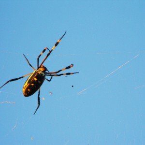 Classic and Massive species of orb weaver spider