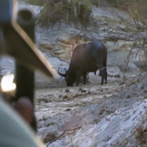 Hunting Buffalo