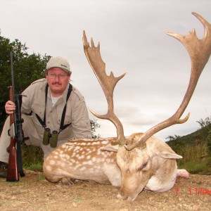 My Fallow deer