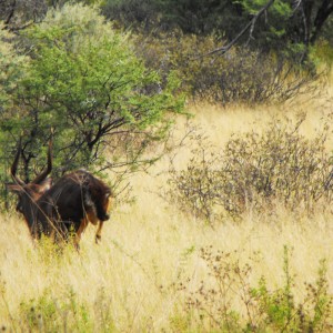 Nice Nyala bull peacing off