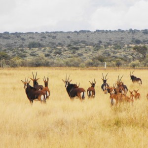 A herd of Hartzview Sable!