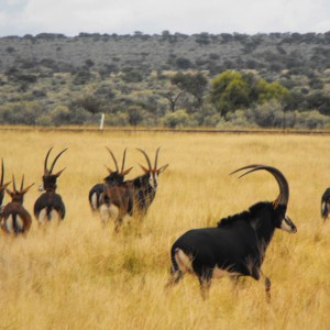 First look at a herd of Sable! Wow