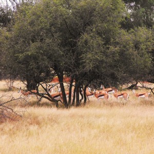 Springbok through the bush