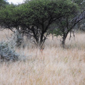 Nice Steenbok ram!