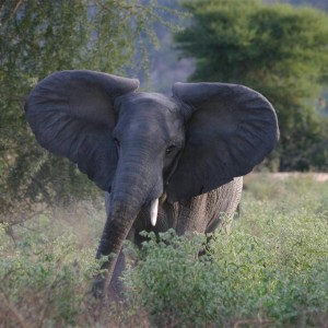 Elephant charging