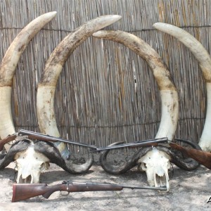 4 different Elephant bull tusks