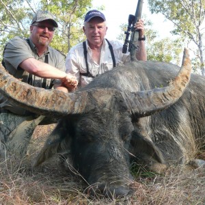 Hunting Australian Buffalo