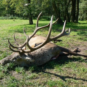6 kg Red Deer