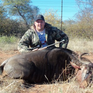 Limpopo Wildebeest