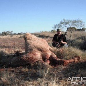 Hunting Camel