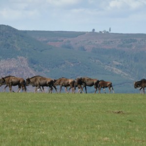 Wildebeest KZN province of South Africa