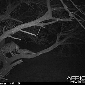 Baited Leopard in Namibia