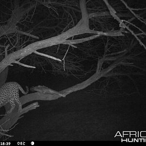 Baited Leopard in Namibia