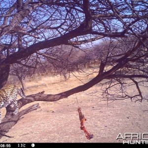 Baited Leopard in Namibia