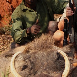 15.8 inch Warthog hunted in CAR with Central African Wildlife Adventures