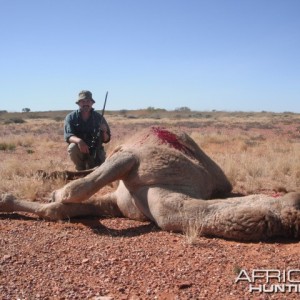 Hunting Camel in Australia
