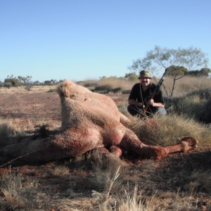 Hunting Camel in Australia