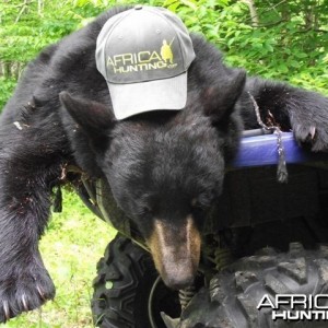 Bear hunting in St. George New Brunswick Canada
