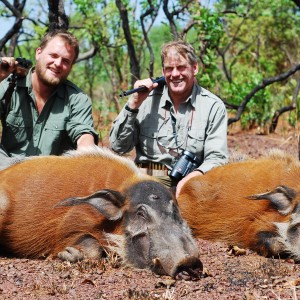 Red River Hogs hunted in CAR with CAWA