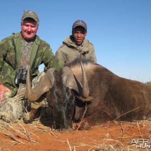 Black Wildebeest Namibia