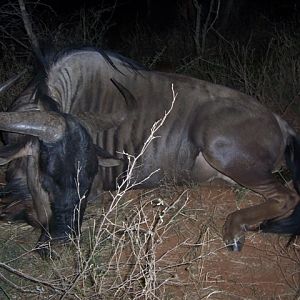 Blue Wildebeest Limpopo South Africa