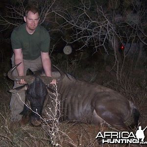 Blue Wildebeest Limpopo South Africa