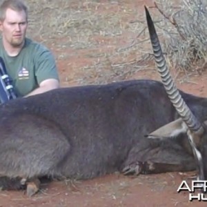 Waterbuck Limpopo South Africa