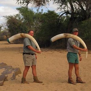 Elephant Hunt in Save Valley Conservancy Zimbabwe