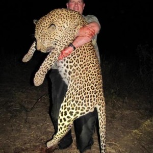 Leopard Hunt in Save Valley Conservancy Zimbabwe