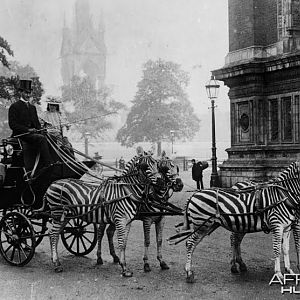 Zebra drawn carriage