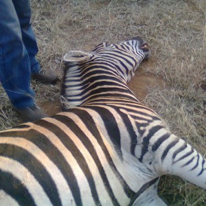 Radolfo's zebra
