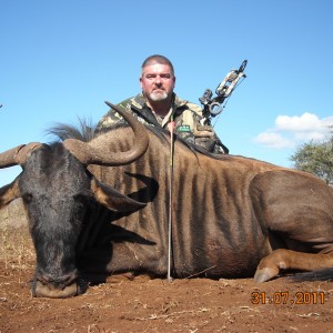 Blue Wildebeest