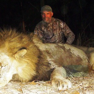 Big Lion hunted in Zambia with Prohunt Zambia