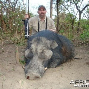 Giant Forest Hog hunted with CAWA in CAR