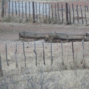 Aardwolf (Proteles cristata) in Namibia