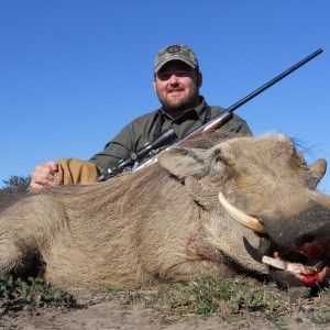 Warthog hunt in South Africa