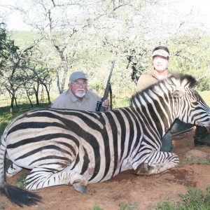 Zebra hunt in South Africa