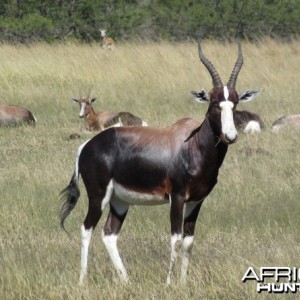 Bontebok South Africa