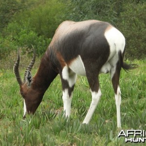 Bontebok South Africa