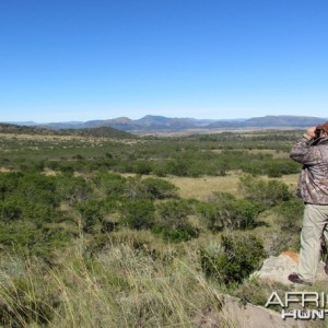 Glassing for Bontebok